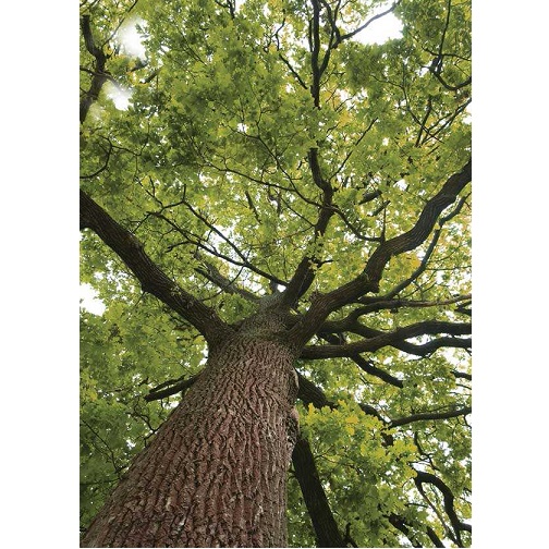 Upper branches of tree 	ER-038