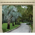 Palm trees with path to the arch ER-067