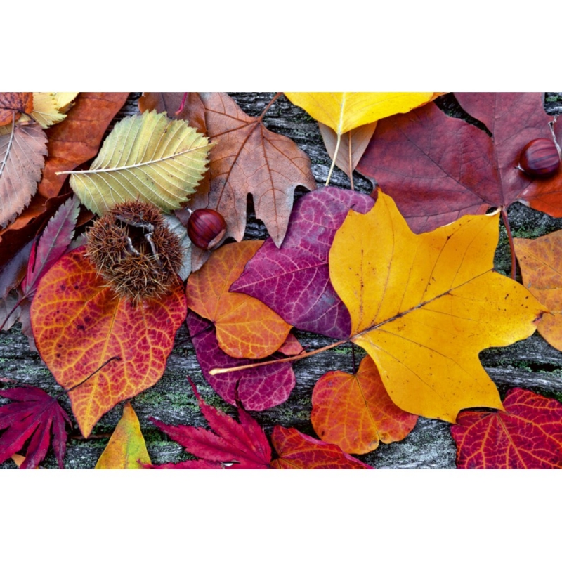 MS-5-0112 Autumn Leaves