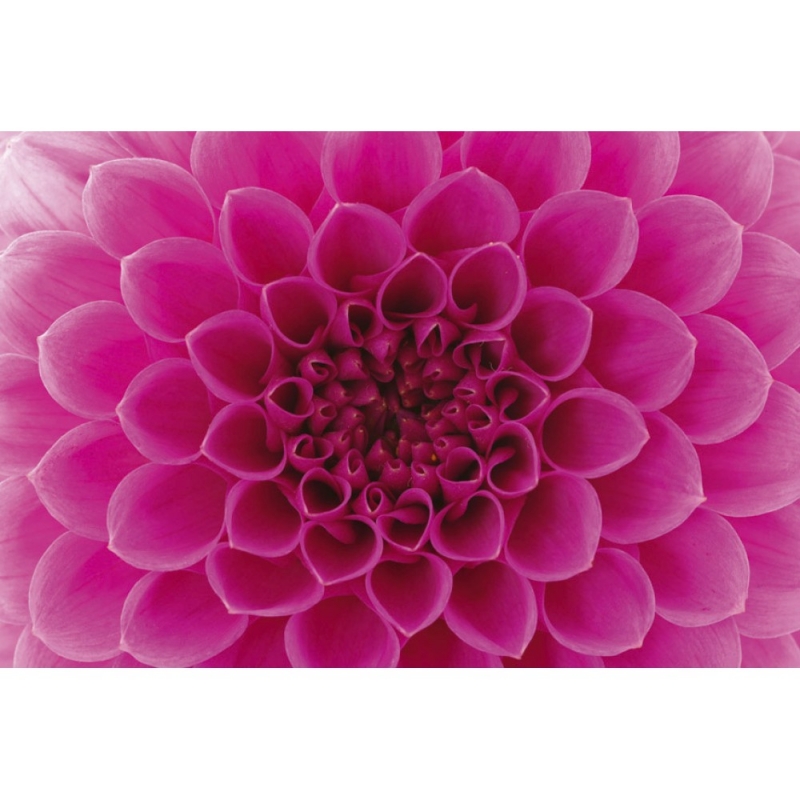 MS-5-0132 Pink Dahlia