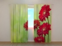 Photo curtains Red Gerberas