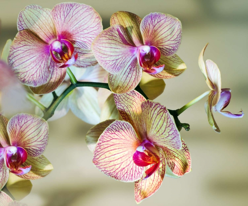 Blooming Orchid