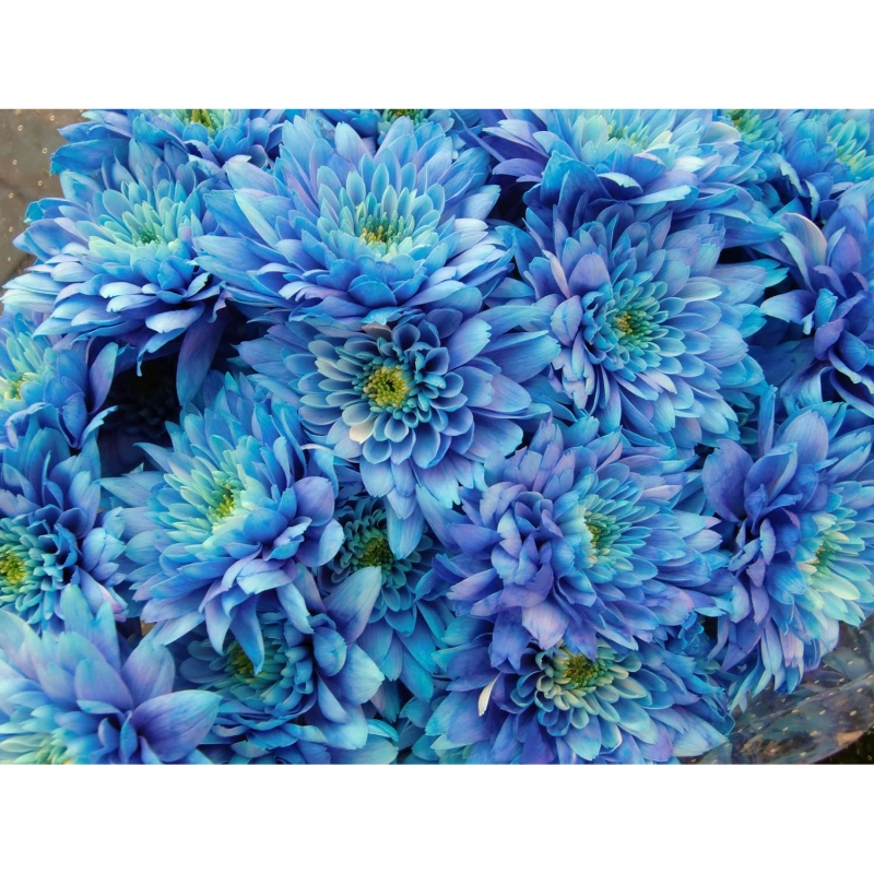 Blue bouquet