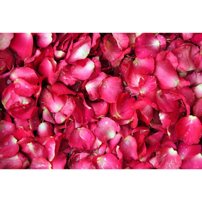 Rose petals