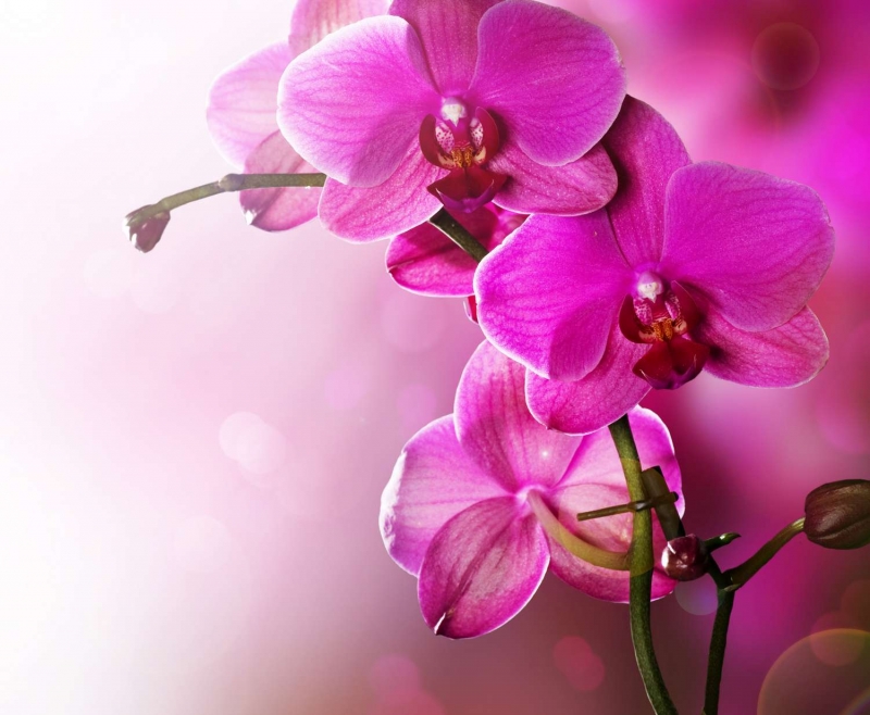 Pink Orchid