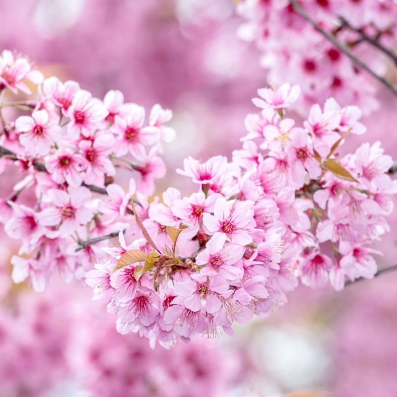 Pink Sakura