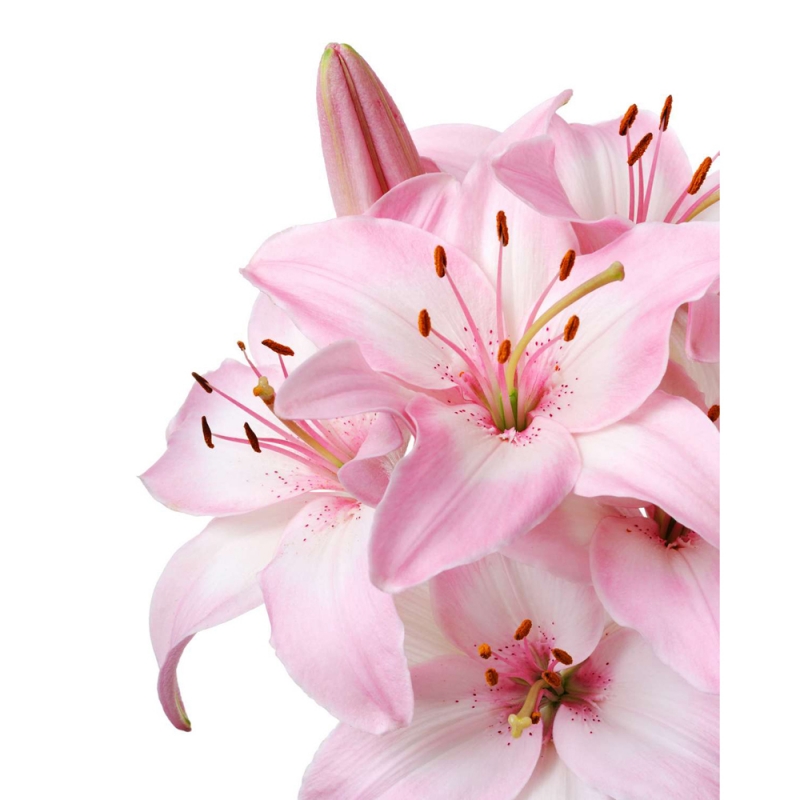 Pink lilies