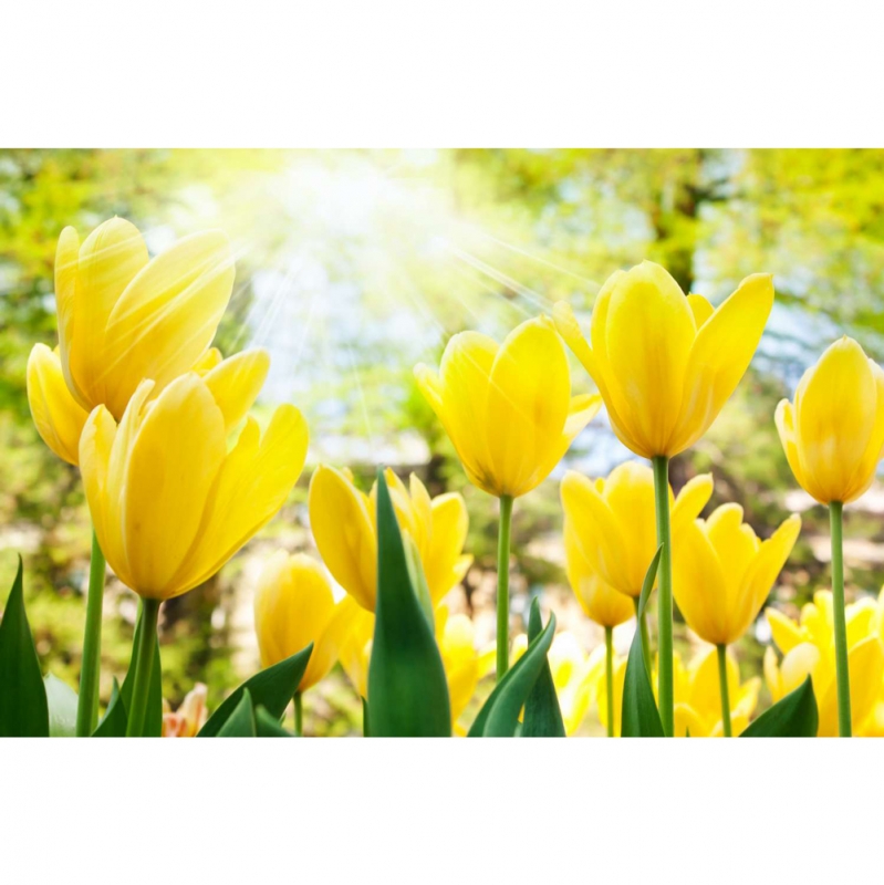 Sunny tulips