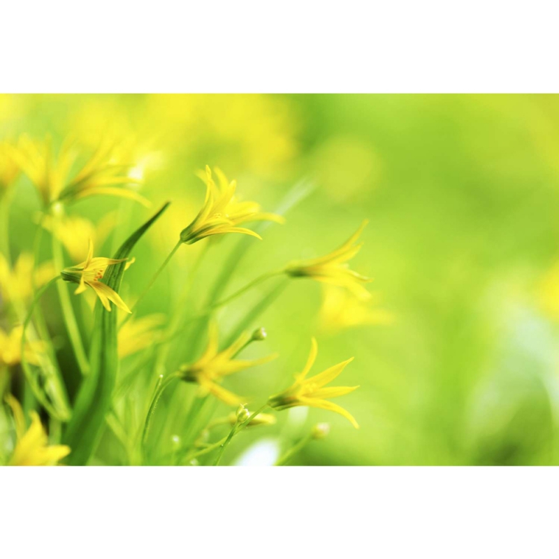 Spring flowers