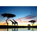 The evening in Savanna