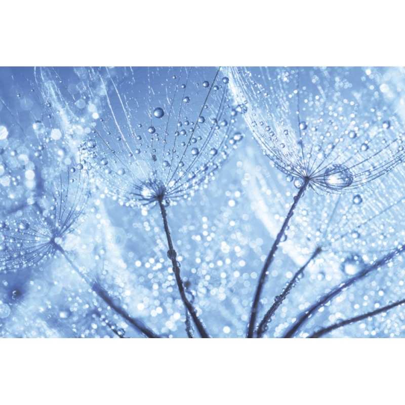 MS 5-0125 Dandelion Water Drops