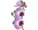 FL-85-015 Orchid