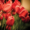 FL-004 Red tulips
