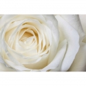 White rose