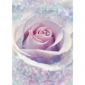 Lilac rose 