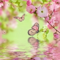 Sakura and butterfly