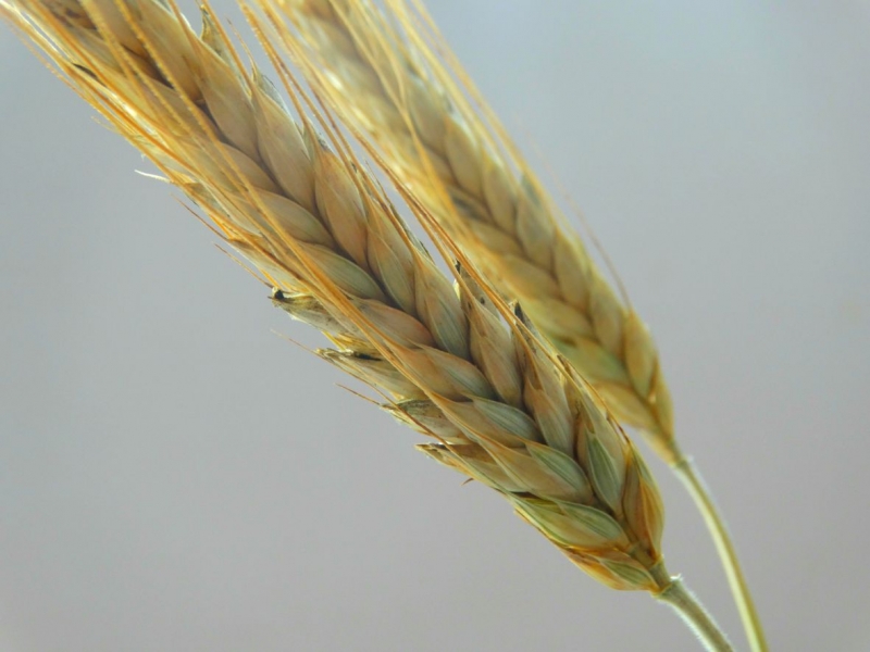 Spikelet 