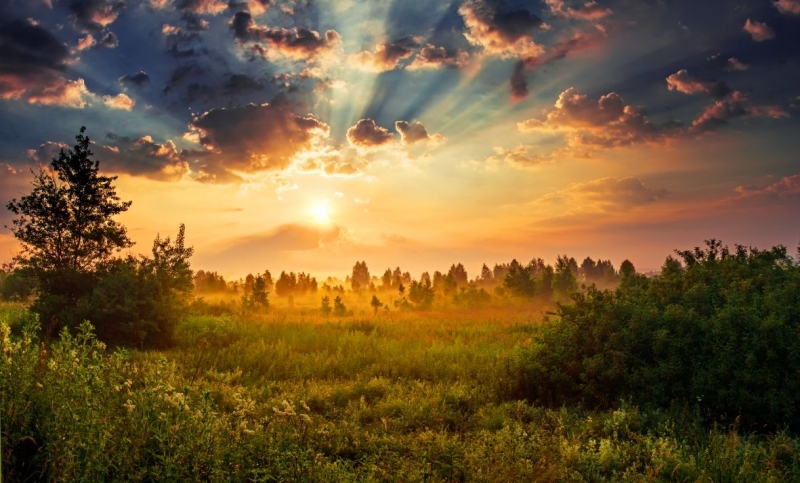 Sunny dawn in a field