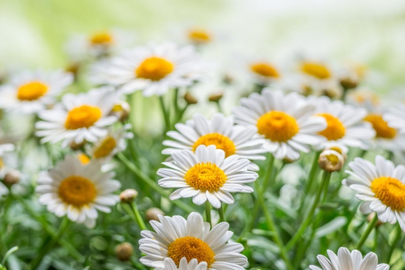 Spring daisies 