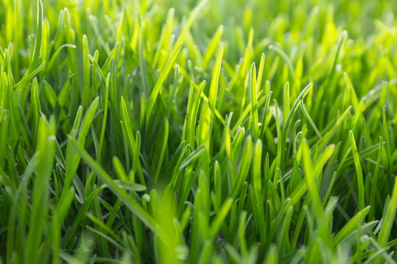 Green grass