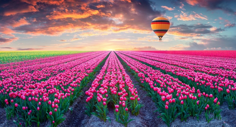 Tulip field 