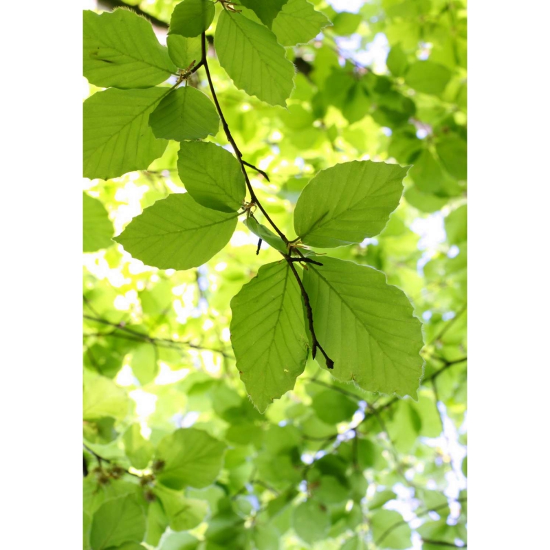 Walnut leaves