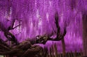 Giant purple tree 