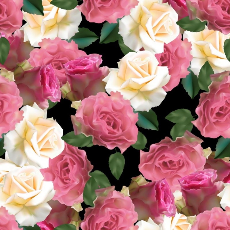 Розовые белые розы