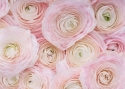 Background of pink delicate flowers 