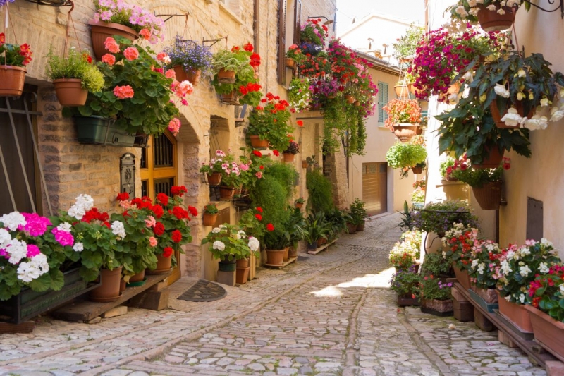 Alley with flowers
