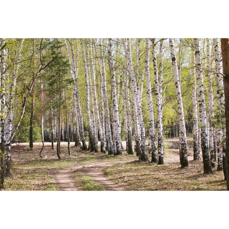 Path in the birch grove