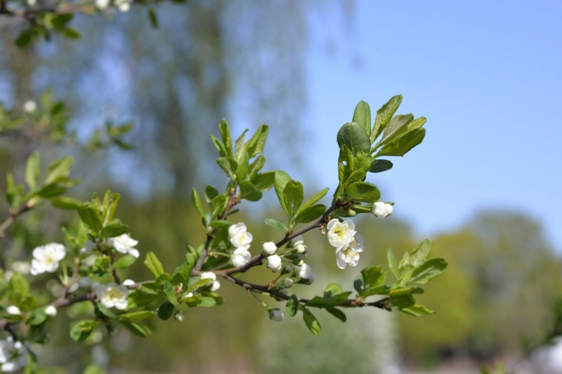 Photo wallpaper Apple tree branch