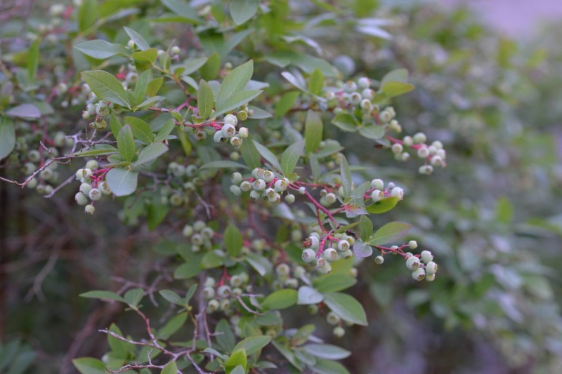 Photo wallpaper Garden blueberry