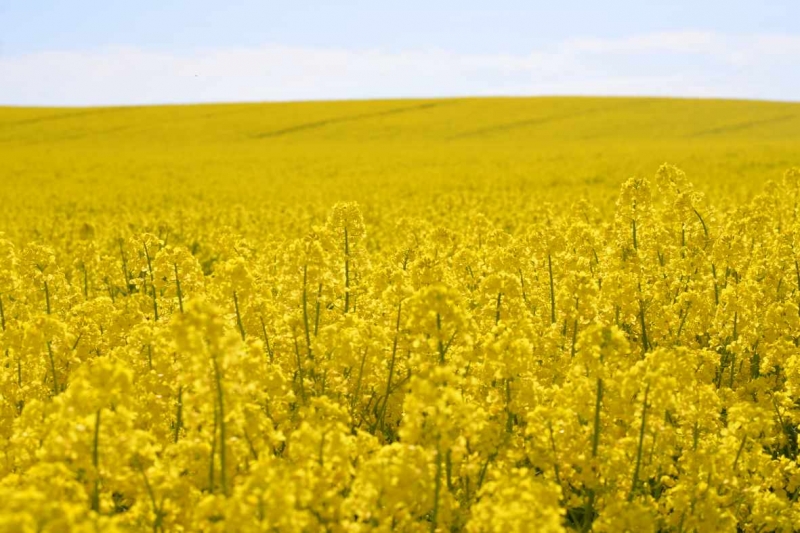 Photo wallpaper Canola