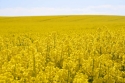 Photo wallpaper Canola