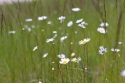 Fototapete Smalkas margrietiņas