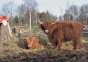Photo wallpaper Aurochs extinct cattle