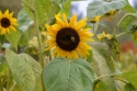 Photo wallpaper Bee in sunflower