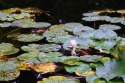 Photo wallpaper A pond where lilies bloom