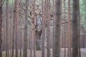 Photo wallpaper Secrets of the Forest