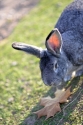 Фотообои Кролик и кленовый лист 