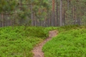 Photo wallpaper Forest path through blueberries