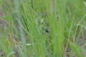 Photo wallpaper Insect in the grass