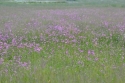 Photo wallpaper Meadow