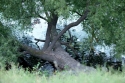 Photo wallpaper Old willow in the river