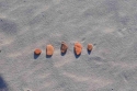 Фотообои 5 камешков на песке